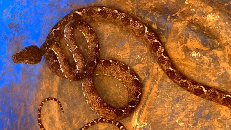 Morador em Alta Floresta encontra serpente da espécie olho-de-gato
