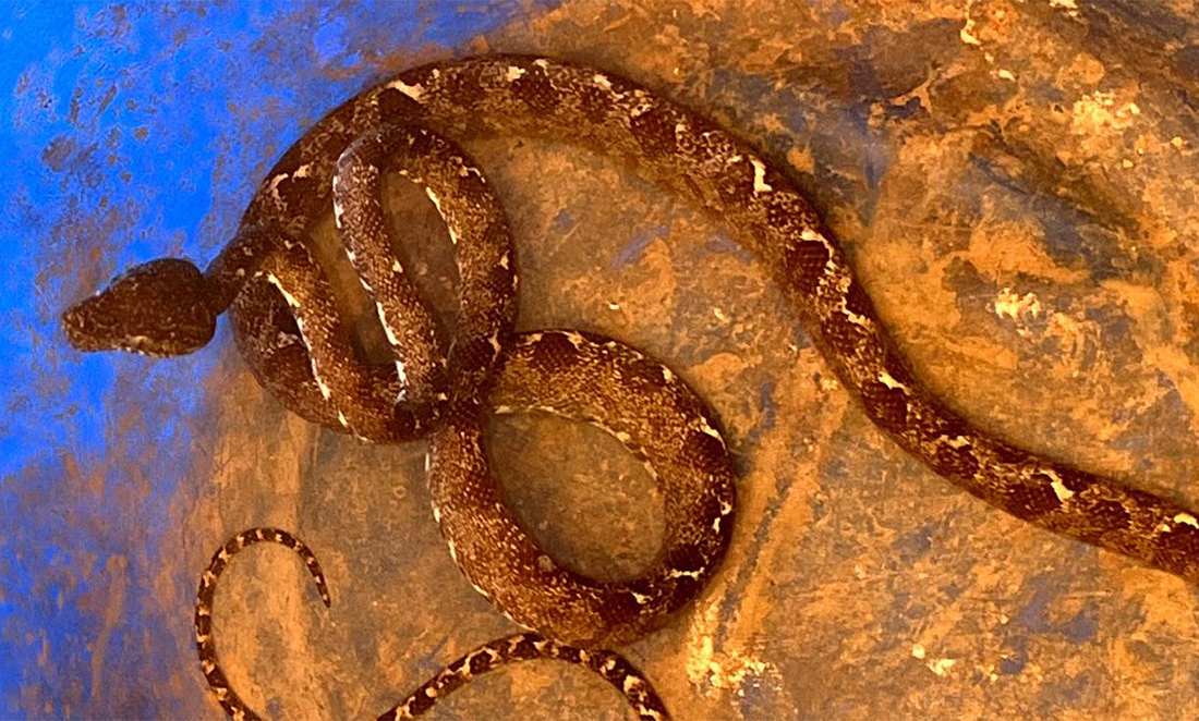 Morador em Alta Floresta encontra serpente da espécie olho-de-gato