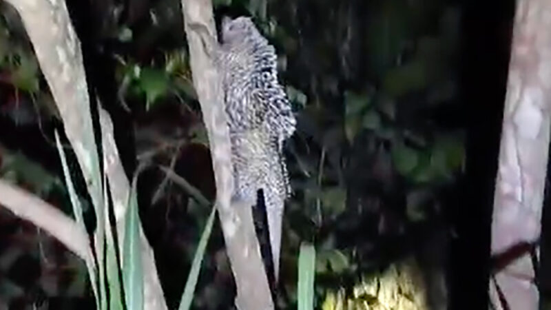 Bombeiros capturam ouriço encontrado em árvore no perímetro urbano de Alta Floresta