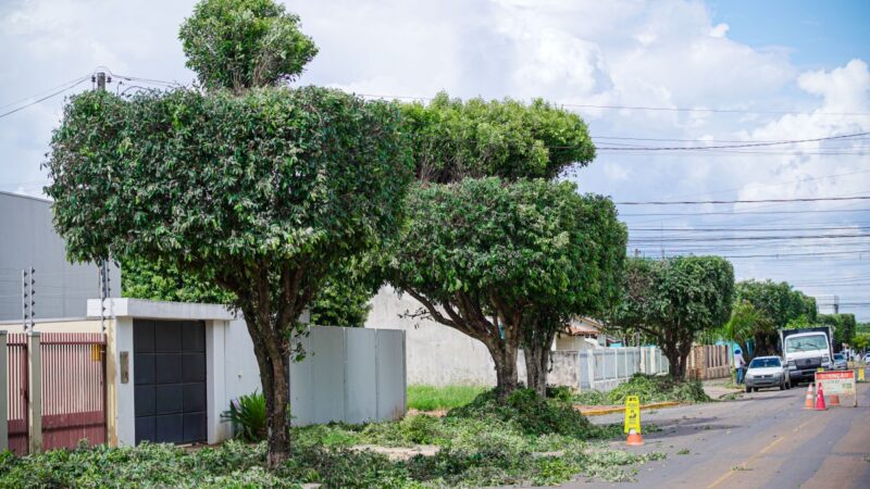 Secretaria inicia cronograma anual de poda de árvores em Lucas do Rio Verde