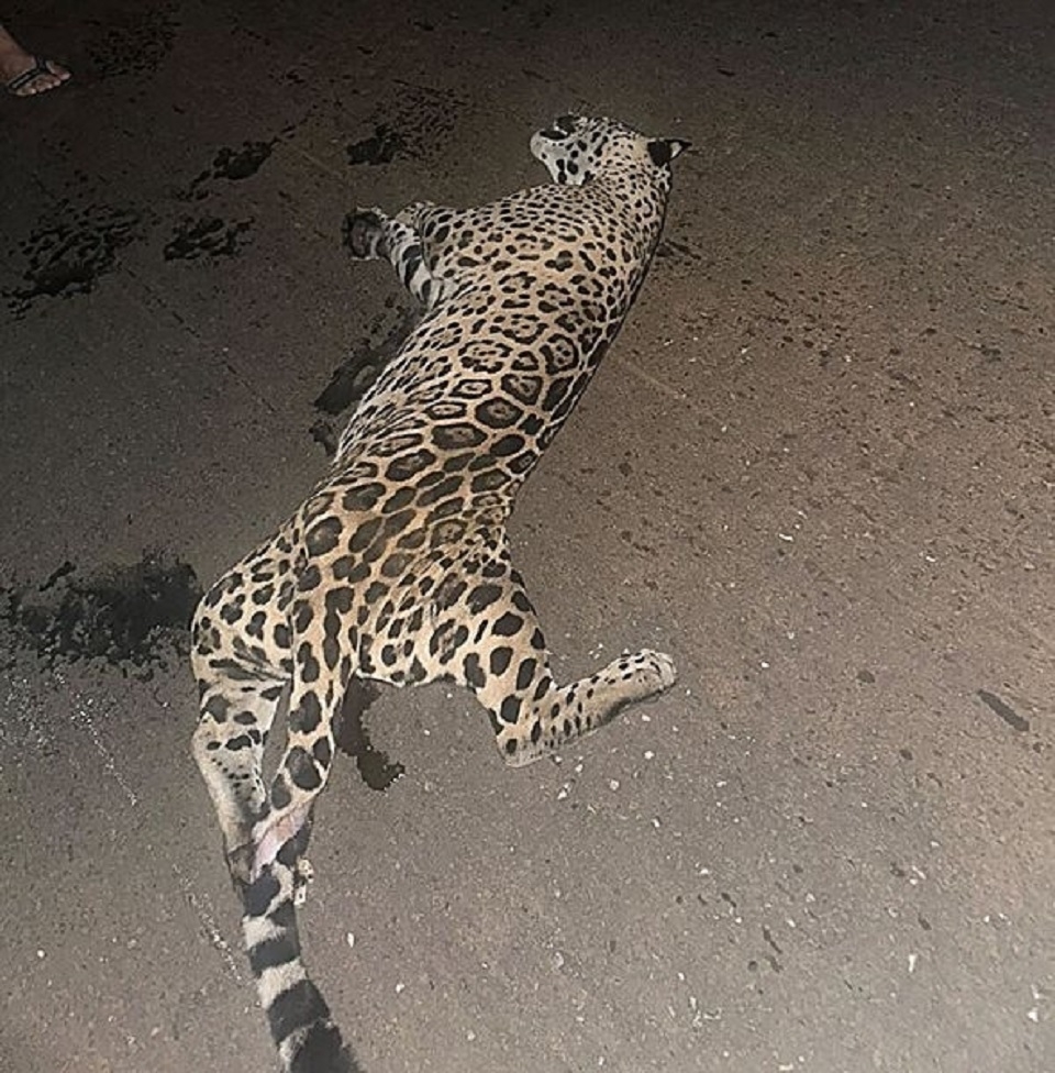 Onça-pintada atropelada e morta na MT-249 em Nova Mutum