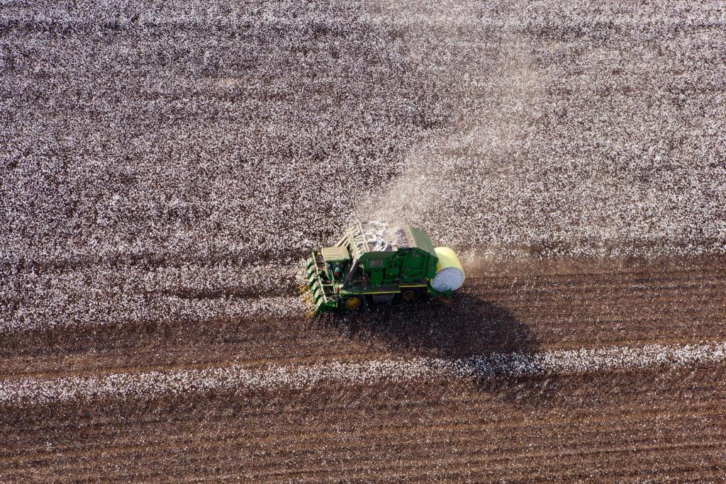 Preço do caroço de algodão em Mato Grosso aumenta 1,5%