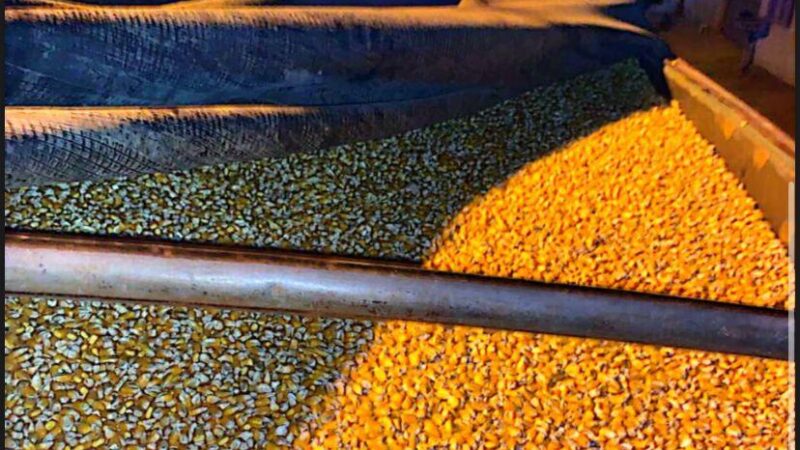 Preço do milho disponível em Mato Grosso tem alta