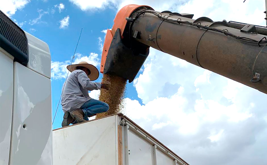 Nova projeção indica queda de 7% na produtividade de soja que é colhida em Mato Grosso Nova projeção indica queda de 7% na produtividade de soja que é colhida em Mato Grosso