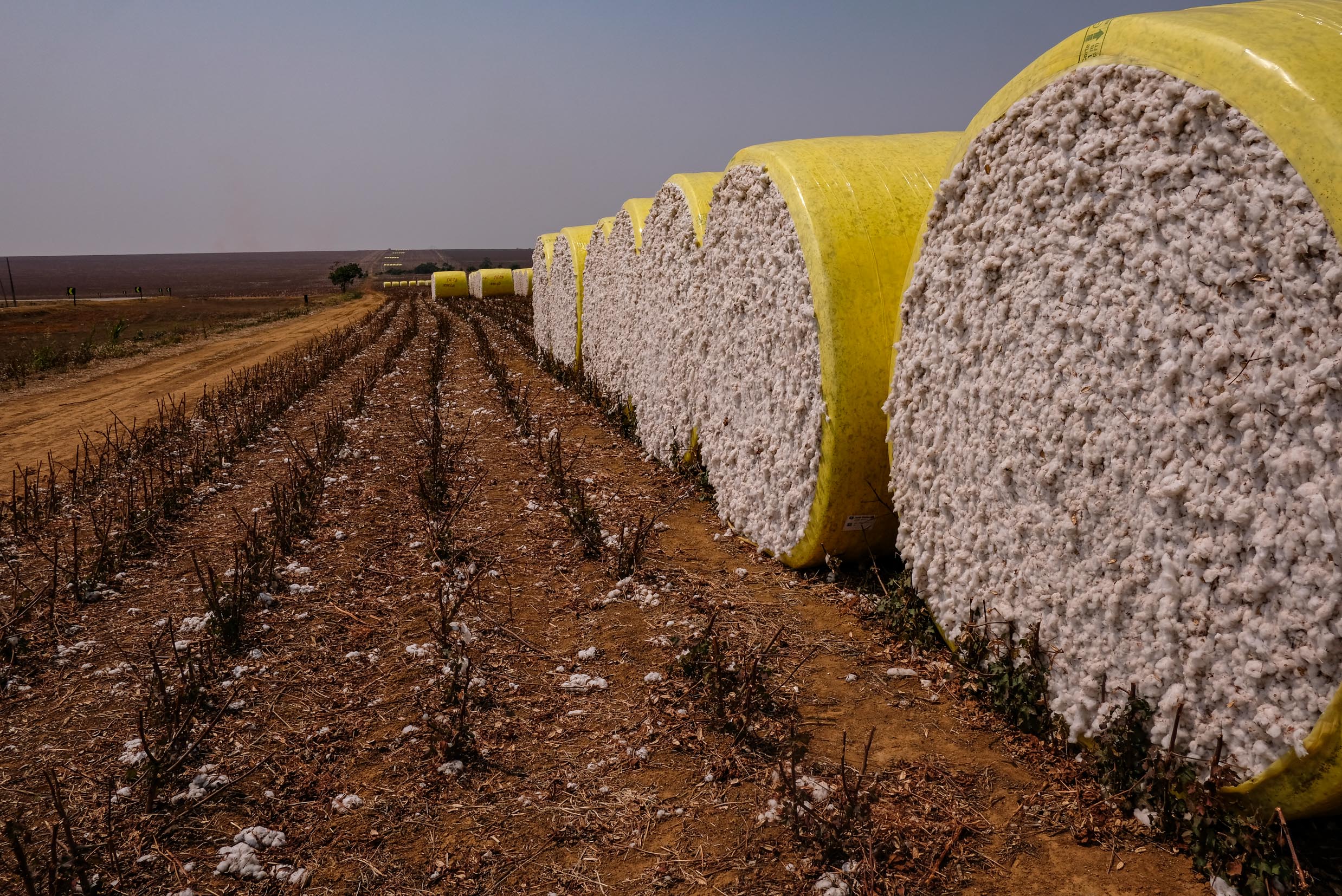 Mato Grosso exportou 62,92% do algodão do país; volume cai Mato Grosso exportou 62,92% do algodão do país; volume cai