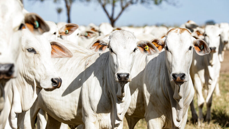 Cotação do boi gordo em Mato Grosso tem leve alta; do bezerro cai