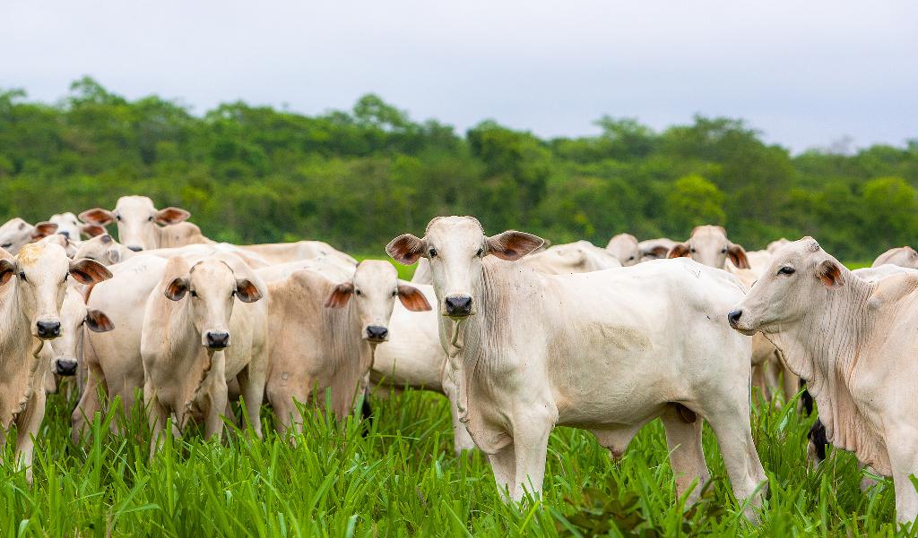 Volume de gado abatido em Mato Grosso aumenta 23%