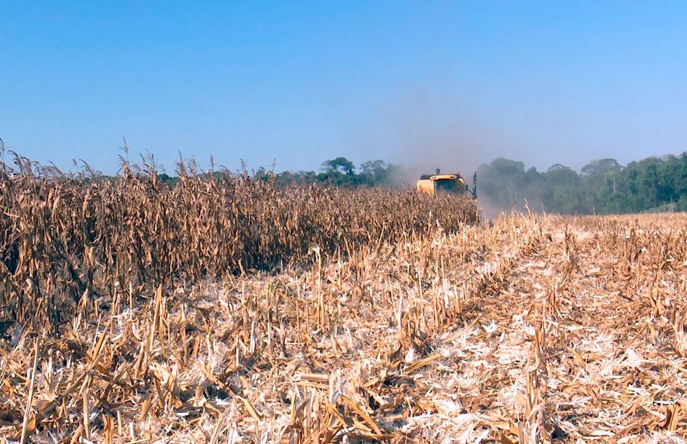 Colheita de soja em Mato Grosso avança e rendimento segue abaixo da safra passada