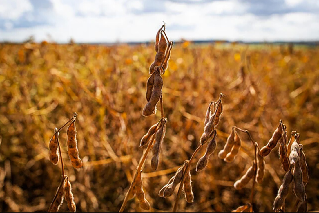 Começa colheita da soja em Mato Grosso com parcial de 39 sacas/hectare Começa colheita da soja em Mato Grosso com parcial de 39 sacas/hectare