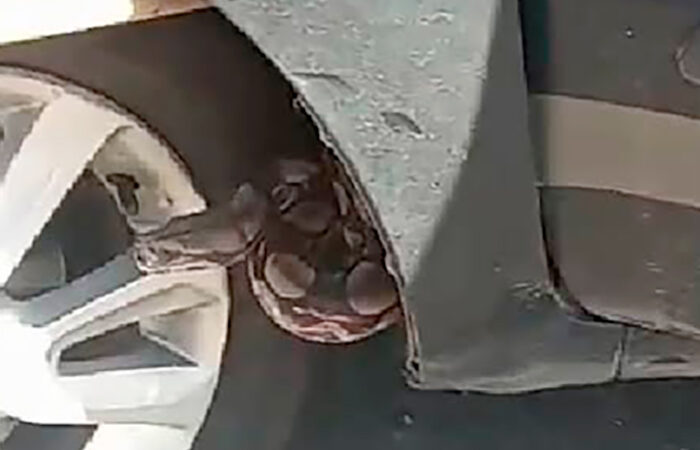 Jiboia de quase dois metros é encontrada escondida em veículo no Nortão