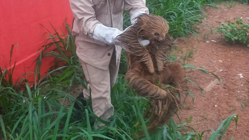 Bicho-preguiça é resgatado pelos bombeiros em ponto de ônibus em Alta Floresta