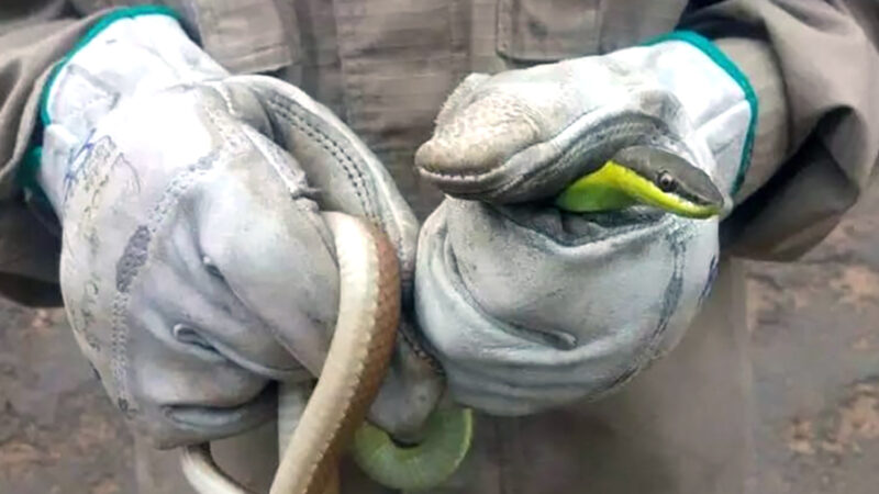 Cobra-cipó é encontrada por morador em brinquedos no Nortão  