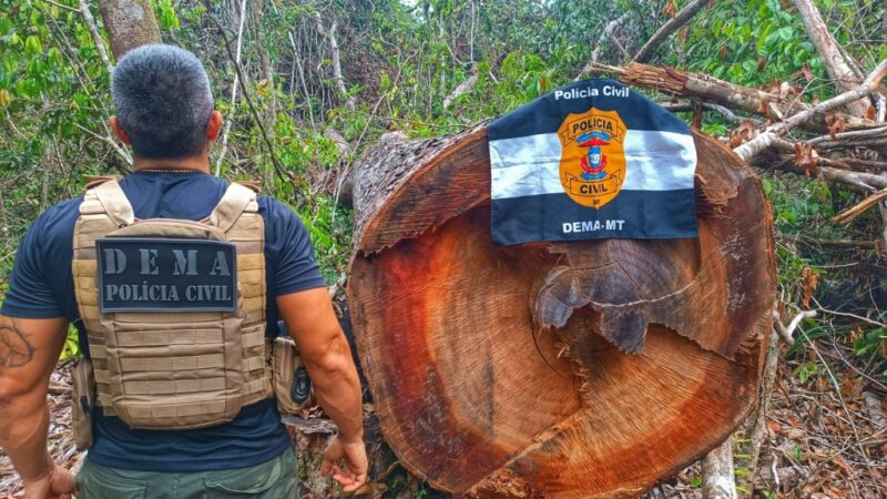 Polícia Civil desarticula ponto utilizado por criminosos para extração ilegal de madeira em Querência