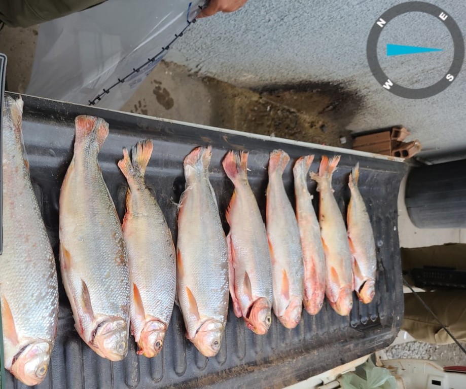 Homem é preso por transporte ilegal de pescado na região de Santo Antônio do Leverger