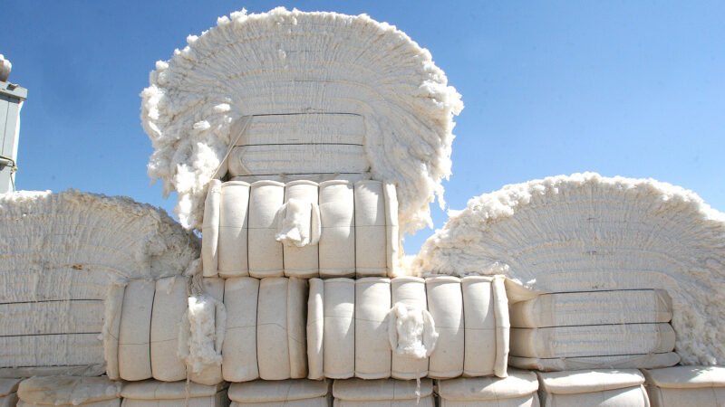 Preço do caroço de algodão em Mato Grosso aumenta 6,4%