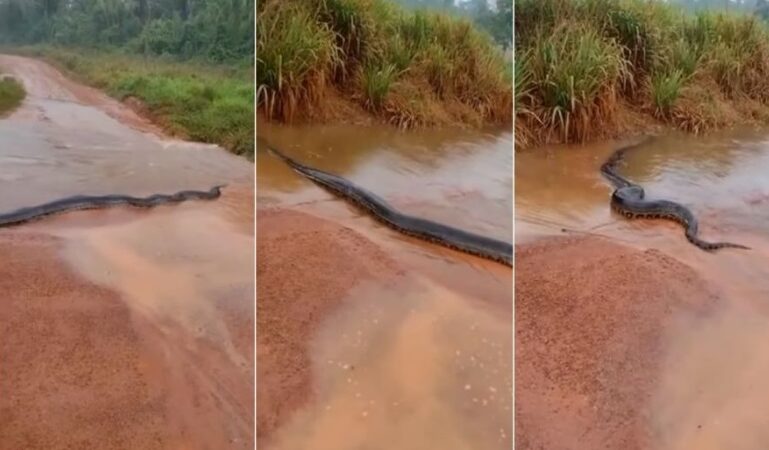 Homem registra sucuri “gigante” atravessando via em Cotriguaçu