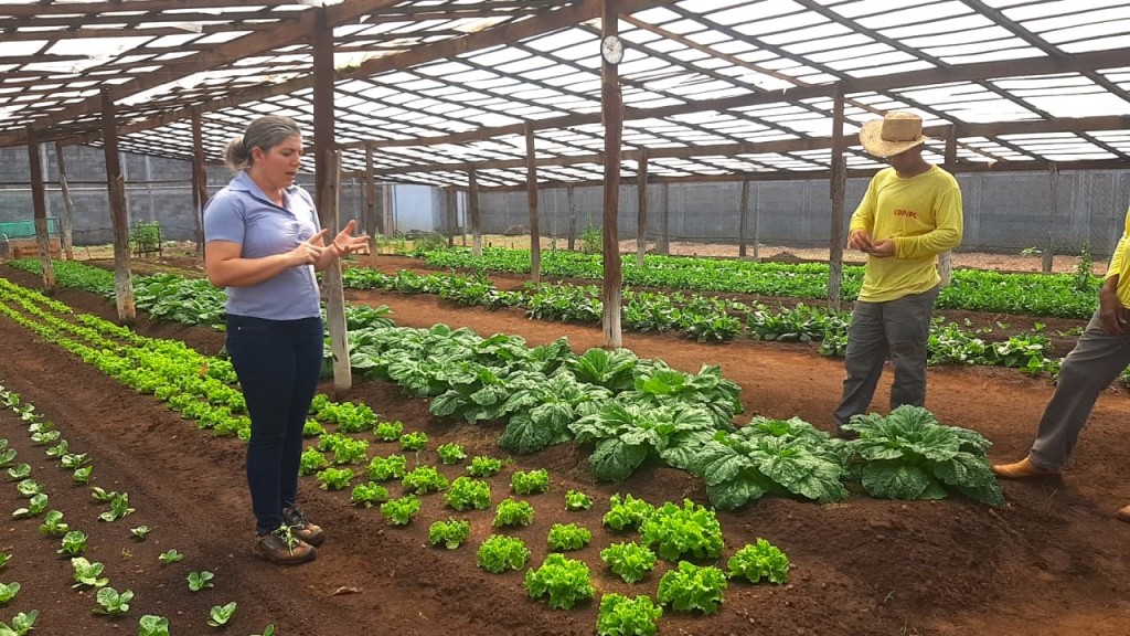 Horta em unidade prisional auxilia na ressocialização e complementa refeição de entidades filantrópicas Horta em unidade prisional auxilia na ressocialização e complementa refeição de entidades filantrópicas