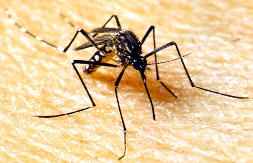 AÇÕES ESTRATÉGICAS – Secretaria de saúde elabora plano de contingência para enfrentamento da dengue e outras arboviroses