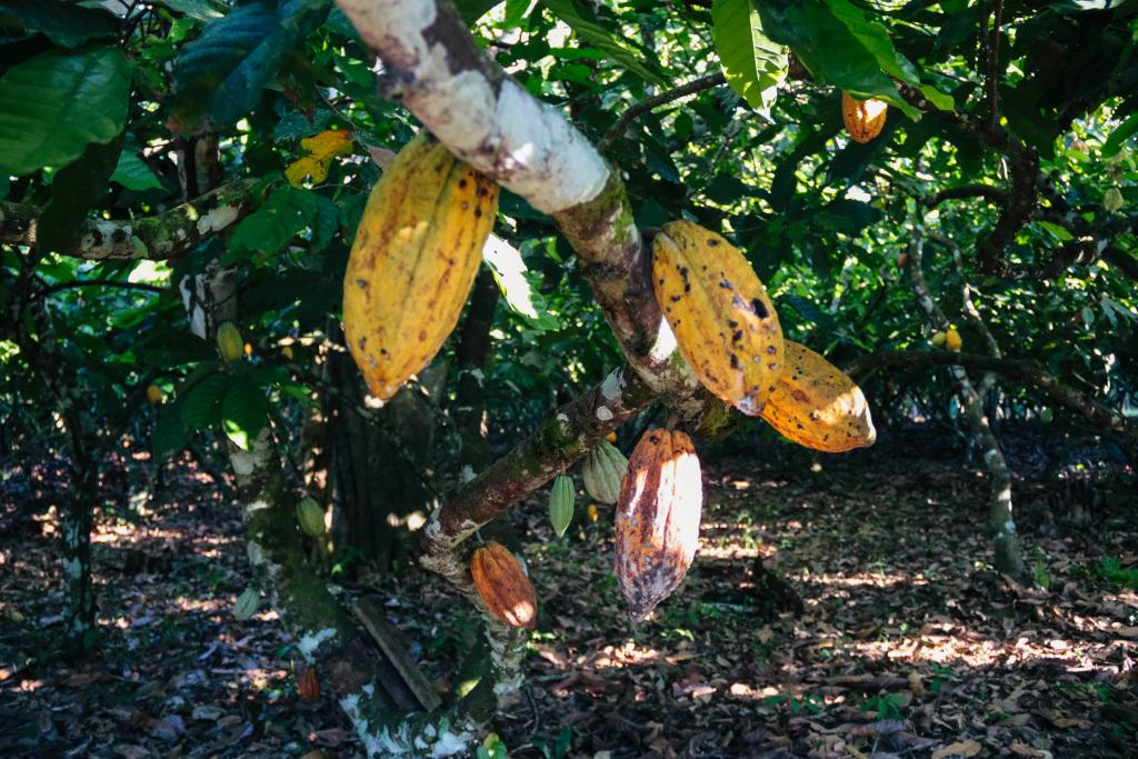 Cultivo de cacau ganha espaço em MT com mudas distribuídas pelo Governo Cultivo de cacau ganha espaço em MT com mudas distribuídas pelo Governo