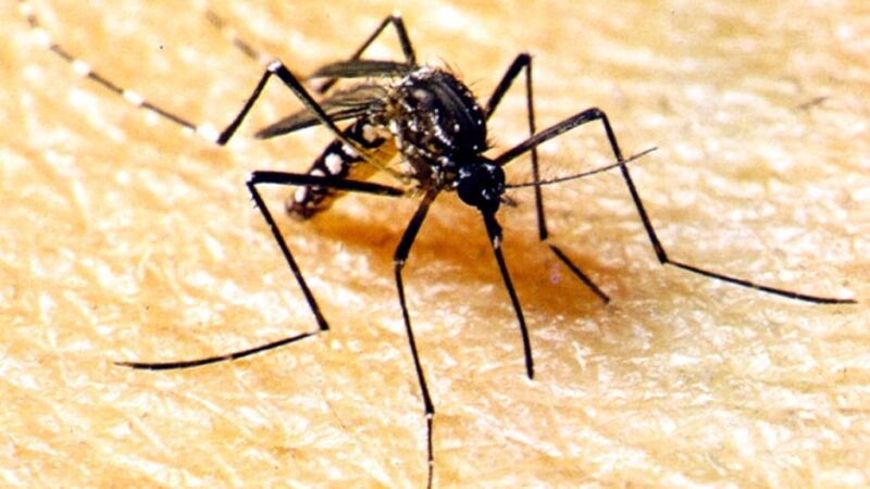 Semana D contra dengue em Mato Grosso será de 18 a 30 de março