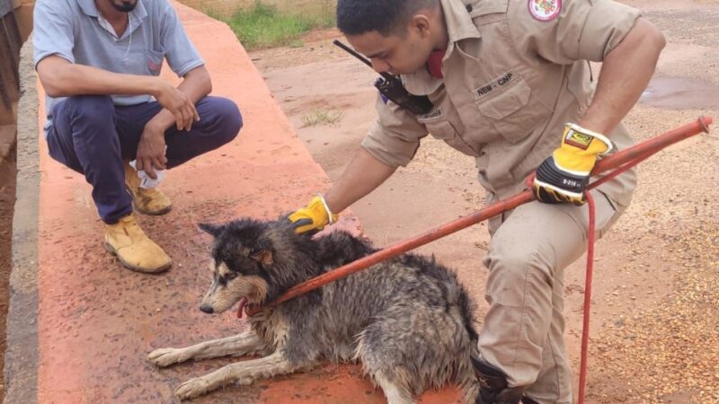 Bombeiros resgatam cachorro que caiu em caixa de descarte de resíduos