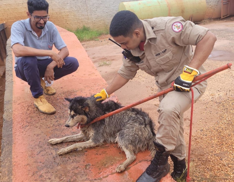 Bombeiros resgatam cachorro que caiu em caixa de descarte de resíduos