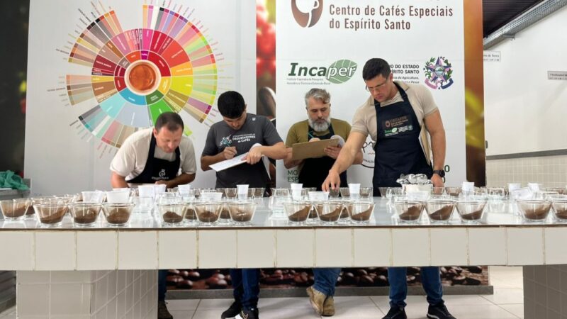 Pesquisa identifica os melhores clones de café para produção em Mato Grosso
