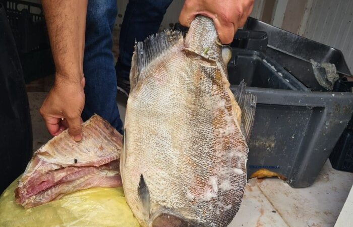 Proprietário de frigorífico clandestino de peixes é autuado por crimes ambientais