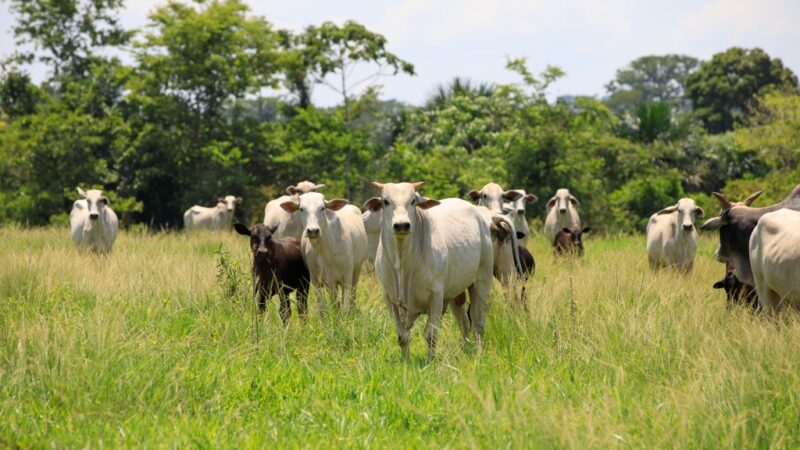 Mato Grosso registra recorde de abates de bovinos e exportações em abril de 2024