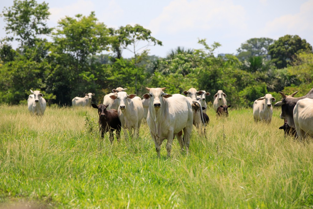 Mato Grosso registra recorde de abates de bovinos e exportações em abril de 2024