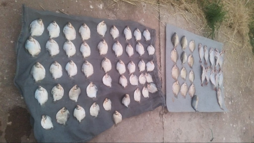 PM e Juvam prendem casal com 11 quilos de pescado irregular em Santo Antônio do Leverger PM e Juvam prendem casal com 11 quilos de pescado irregular em Santo Antônio do Leverger