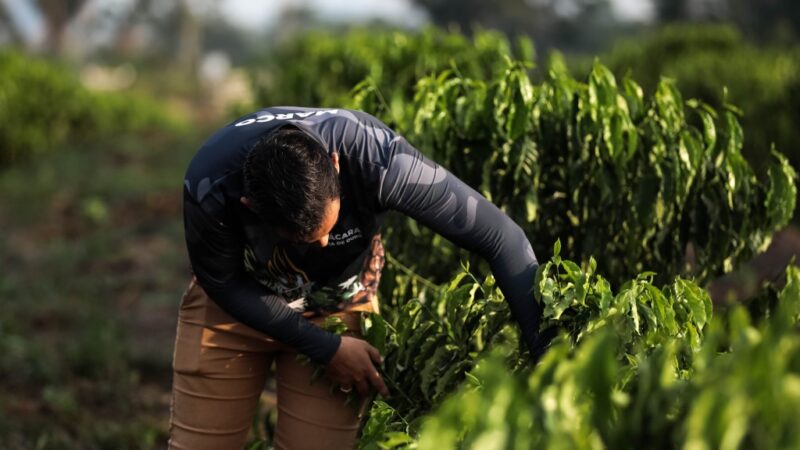 “Esse kit de irrigação foi bom demais para nós”, diz jovem de 21 anos que cultiva café com apoio do MT Produtivo