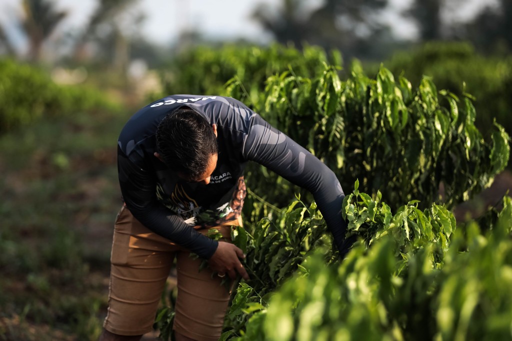 “Esse kit de irrigação foi bom demais para nós”, diz jovem de 21 anos que cultiva café com apoio do MT Produtivo