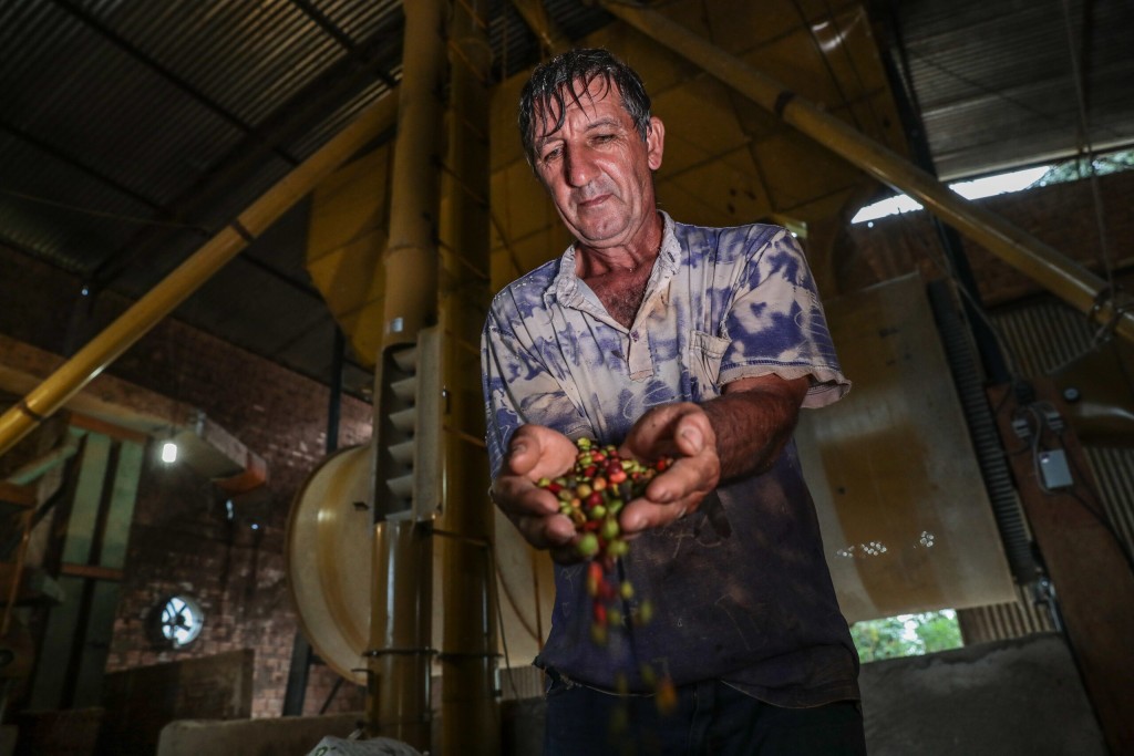 MT sai da penúltima posição para um dos 10 maiores produtores de café do país MT sai da penúltima posição para um dos 10 maiores produtores de café do país