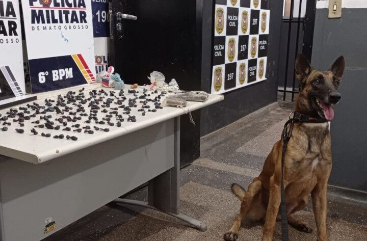 Cão farejador do Gefron auxilia na apreensão de drogas em Cáceres