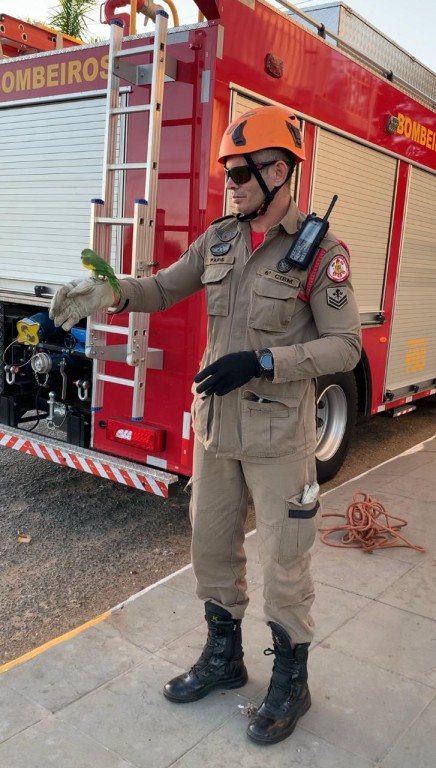 Bombeiros resgatam periquito que ficou preso em telhado de residência Bombeiros resgatam periquito que ficou preso em telhado de residência