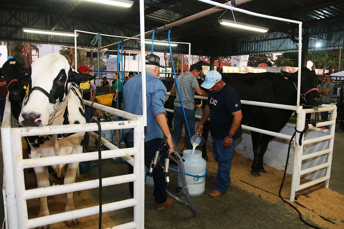 Torneio Leiteiro chega à marca de 30 edições na Exposul trazendo o que tem de melhor do setor na região