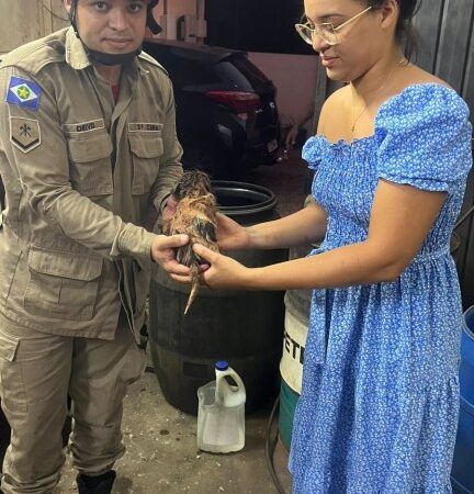 Corpo de Bombeiros resgata cachorro que ficou preso em cano de esgoto
