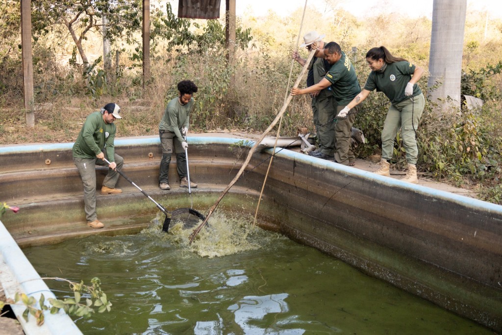 Sema resgata oito jacarés de piscinas em uma pousada desativada na Transpantaneira Sema resgata oito jacarés de piscinas em uma pousada desativada na Transpantaneira