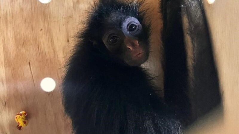 Quatro macacos são encaminhados pela Sema para santuário que abriga primatas ameaçados de extinção