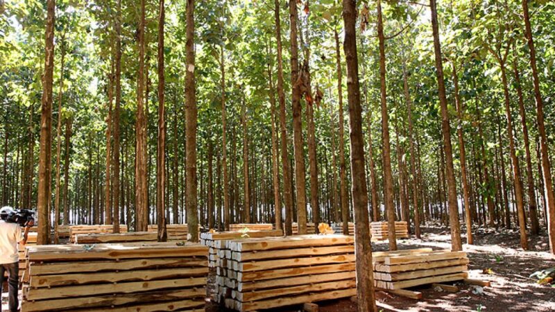 Conselho aprova inclusão da teca como produto de madeira para incentivos fiscais em MT