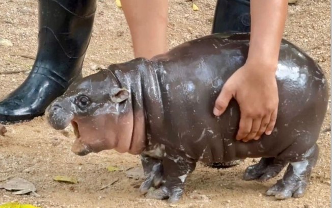 Estamos obcecados pela bebê hipopótamo-pigmeu, Moo Deng