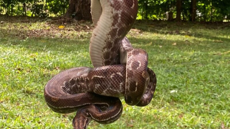 Sema orienta população sobre como agir ao encontrar animais silvestres em áreas urbanas