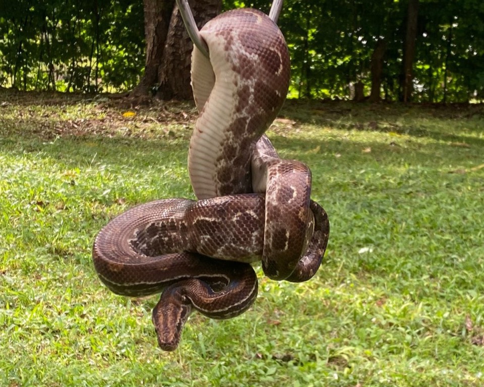 Sema orienta população sobre como agir ao encontrar animais silvestres em áreas urbanas Sema orienta população sobre como agir ao encontrar animais silvestres em áreas urbanas