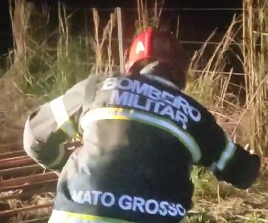 Corpo de Bombeiros resgata onça parda que foi atropelada em rodovia