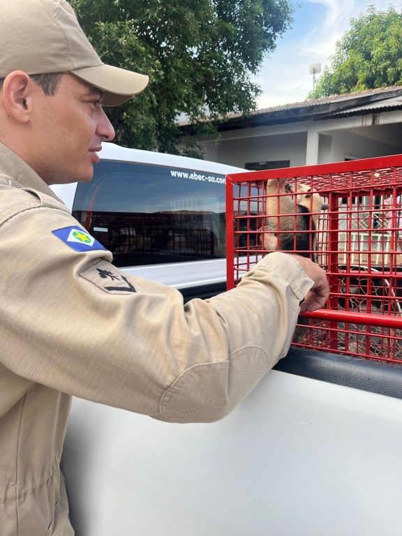 Bombeiros resgatam filhote de tamanduá-mirim em área urbana de Sorriso Bombeiros resgatam filhote de tamanduá-mirim em área urbana de Sorriso