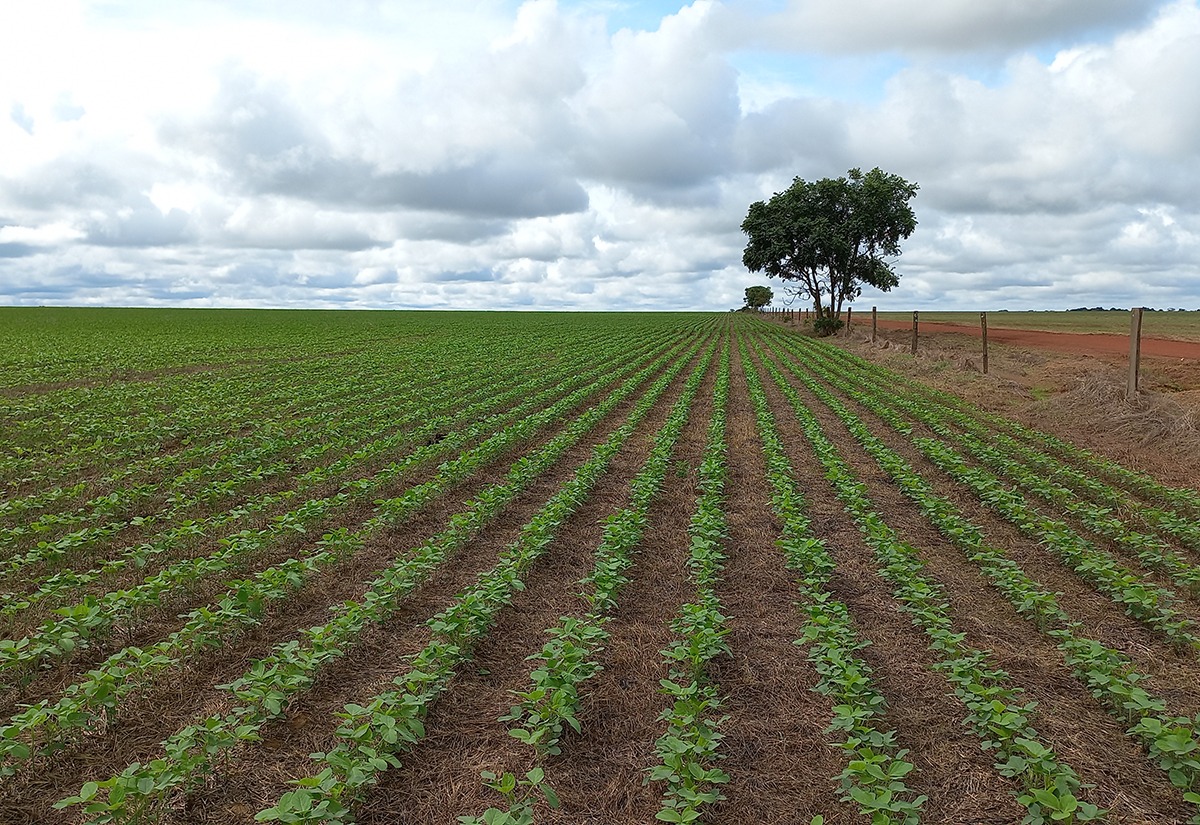 STF suspende lei do Mato Grosso que restringe benefícios fiscais a empresas do setor agroindustrial STF suspende lei do Mato Grosso que restringe benefícios fiscais a empresas do setor agroindustrial