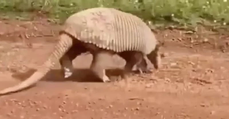 Tatu-canastra gigante é flagrado em estrada vicinal; veja o vídeo