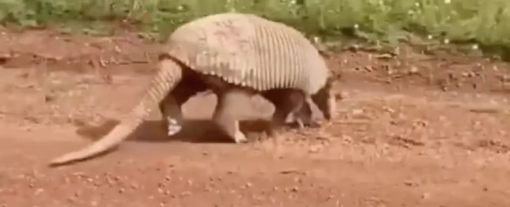 Tatu-canastra gigante é flagrado em estrada vicinal; veja o vídeo Tatu-canastra gigante é flagrado em estrada vicinal; veja o vídeo