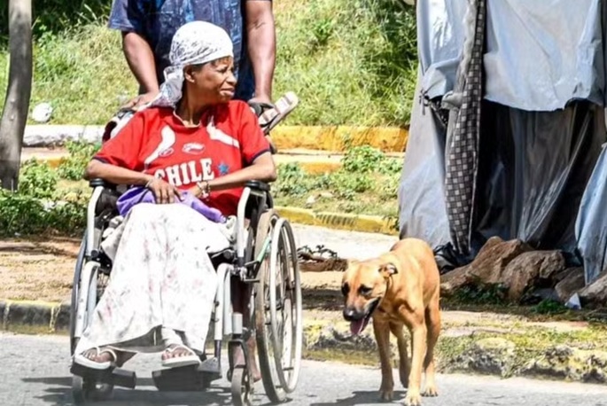 Mulher cadeirante morre após ser atacada por enxame de abelhas Mulher cadeirante morre após ser atacada por enxame de abelhas